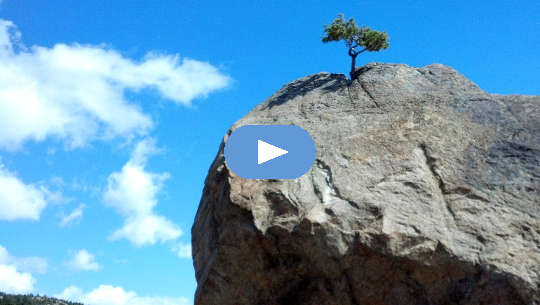 Never, Ever Give Up: Having the Courage to Start Over Again a lone tree growing off the top of a bare cliff
